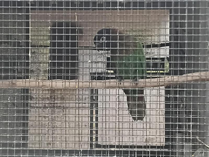 Yellow streaked lory