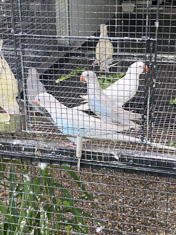 PRINCESS PARROT MUTATIONS