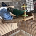 DNA Male Green Cheek Conure  3 Years Old  Suitable for Breeding