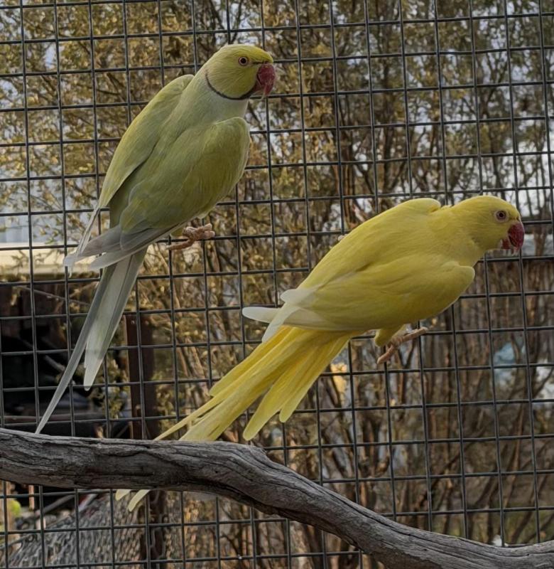 Indian Ringneck breeding pair