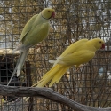 Indian Ringneck breeding pair