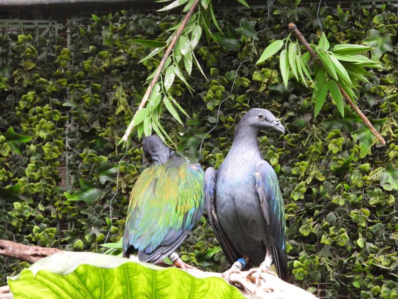 Pair and Female  Nicobar Pigeon