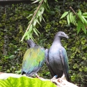 Pair and Female  Nicobar Pigeon