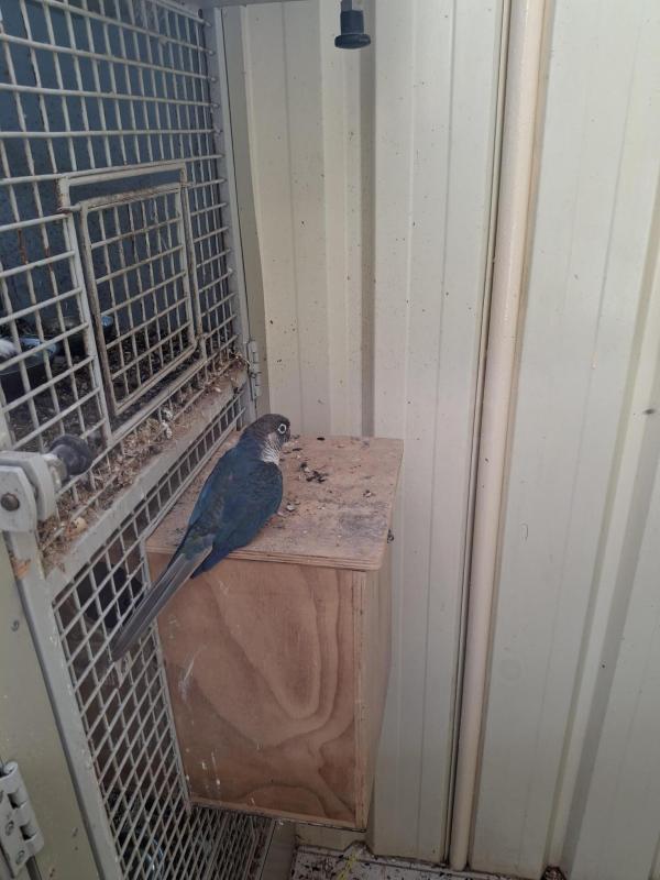 Conures Double Factor Violet male yellow side