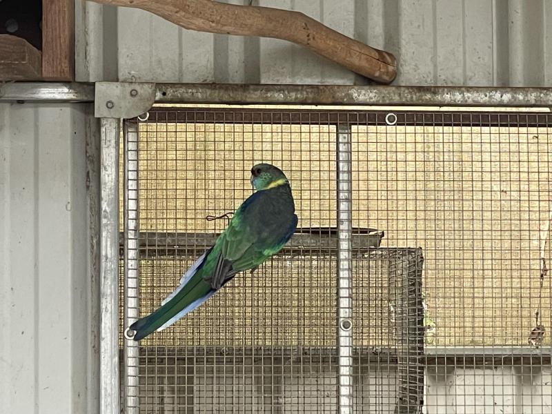 Split blue mallee Ringneck hen