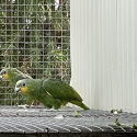 Orange wing Amazon pair