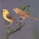 Finches