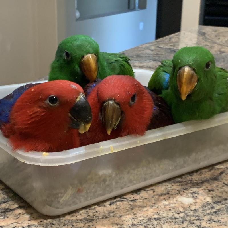 Eclectus Handreared Babies