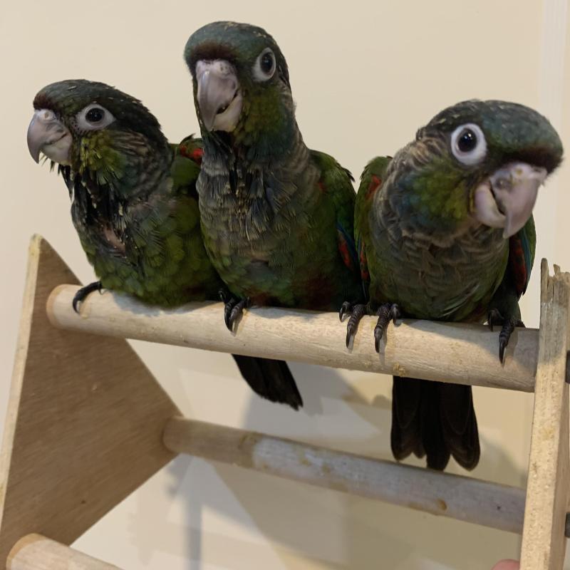 Crimson Bellied Conures Handreared DNA sexed Male and Female