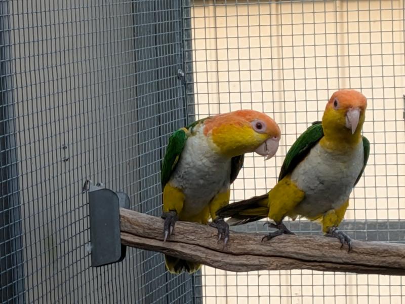 WHITE BELLIED CAIQUES BREEDING PAIR