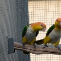 WHITE BELLIED CAIQUES BREEDING PAIR