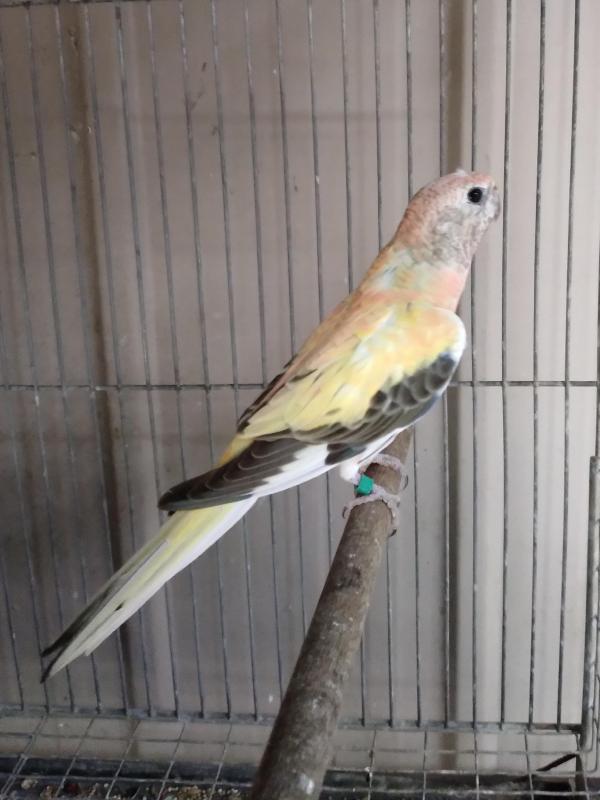 Birds for Orange Sale