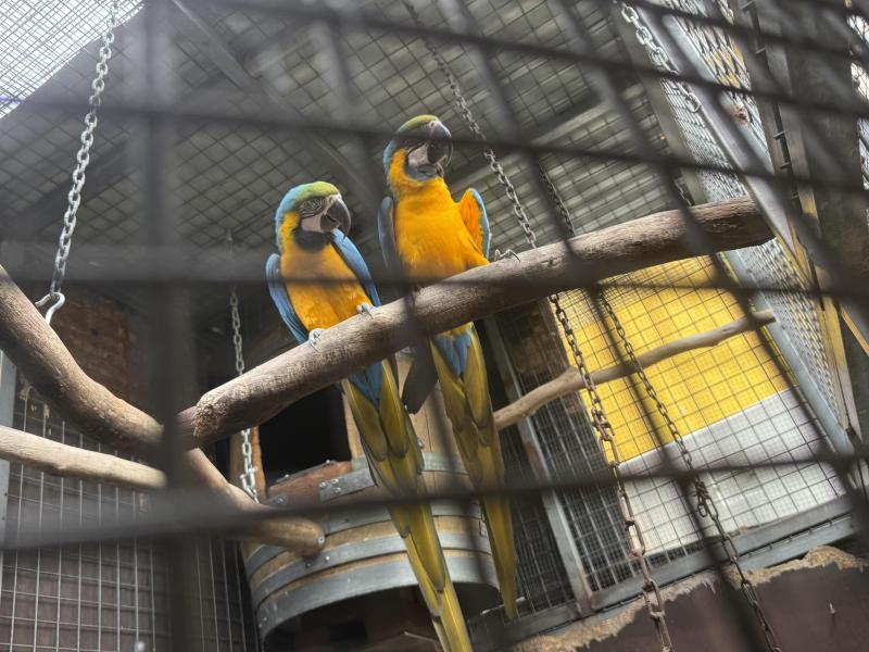 Blue and gold macaws