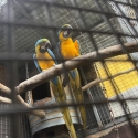 Blue and gold macaws