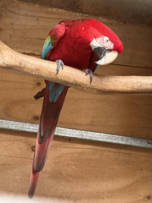 Blue and green wing macaw