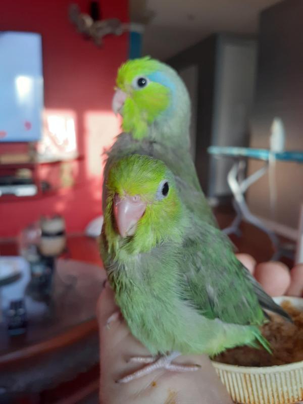 Parrotlets
