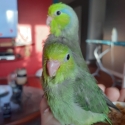 Parrotlets
