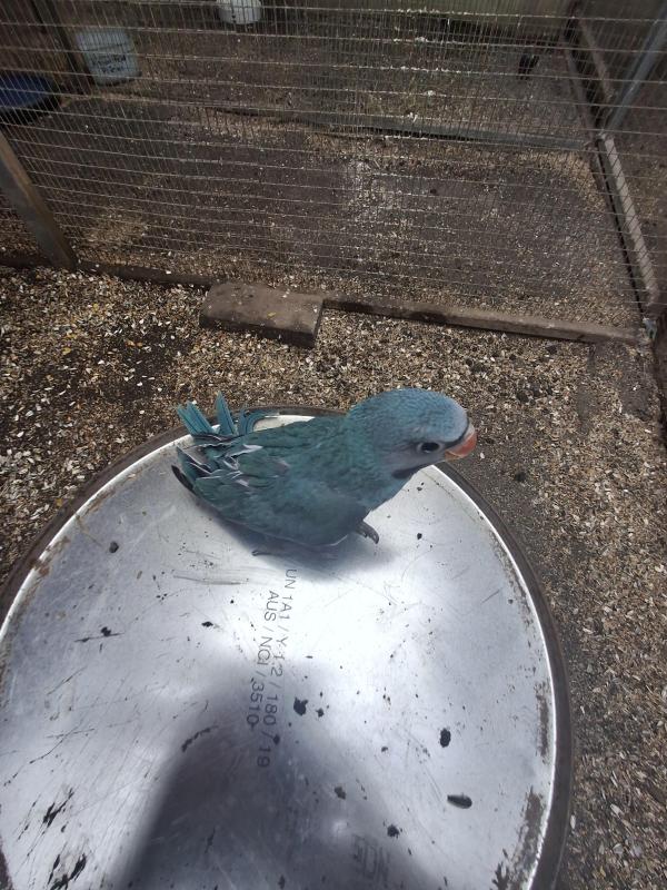 Downs bird breeders assoc Bird Sale