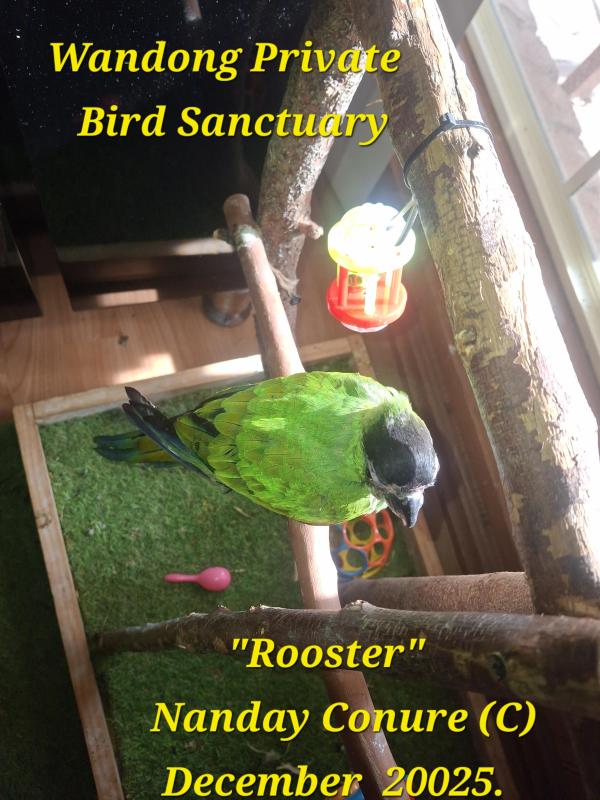 Nanday Conure