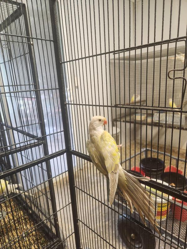 Birds going to Orange, Princess Parrots, various other birds.