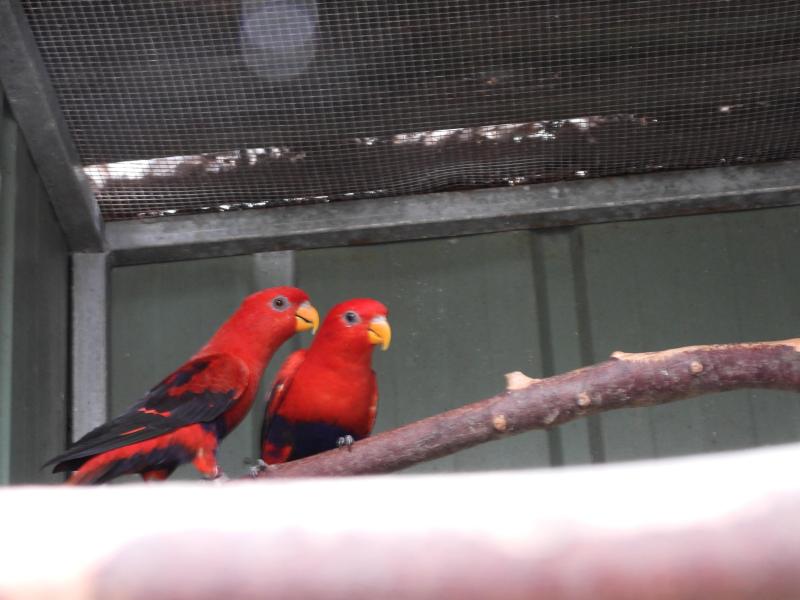 Adult prs Obi and Ornates