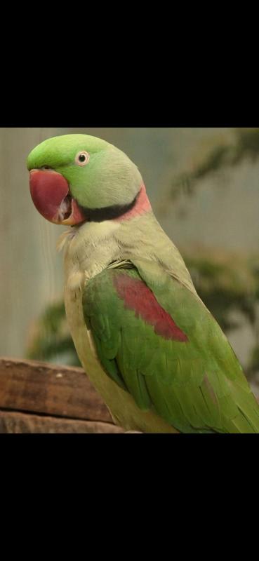 Male Alexandrian parrot