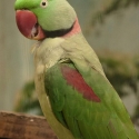 Male Alexandrian parrot