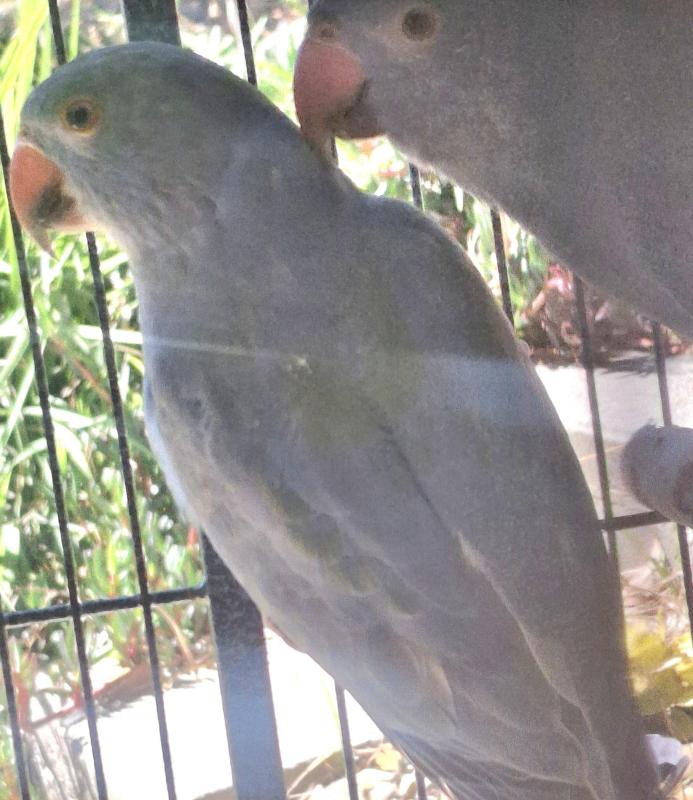 Pied Ringneck +  Lorikeets