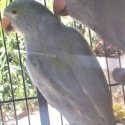 Pied Ringneck +  Lorikeets