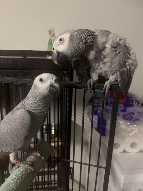African grey