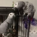 African grey