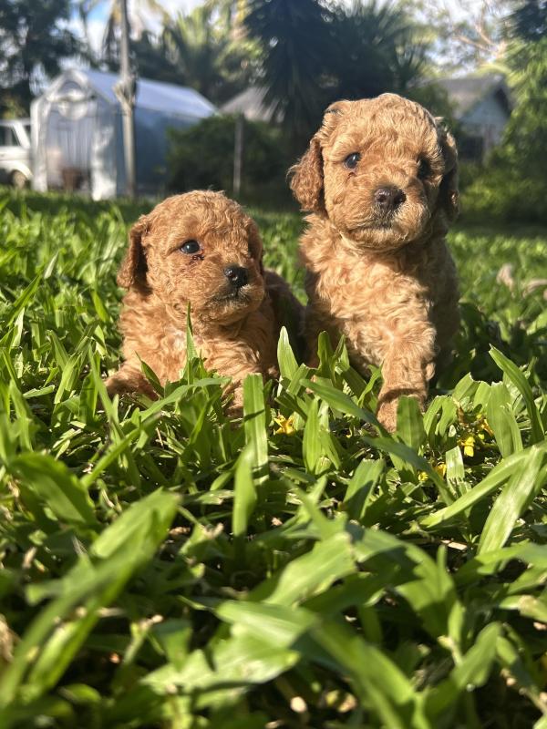 Toy cavoodle girls