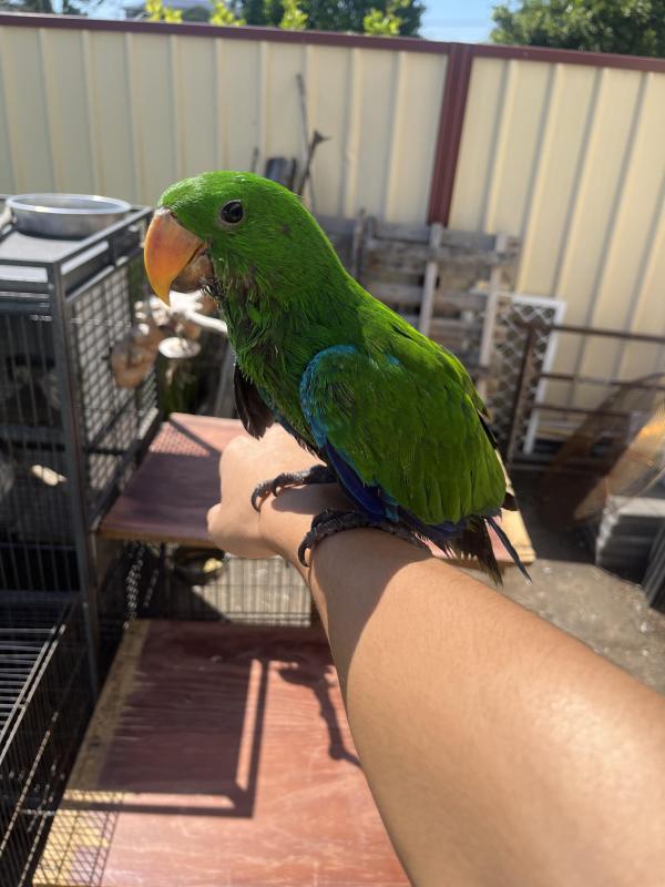 Hand raised eclectus