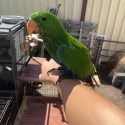 Hand raised eclectus