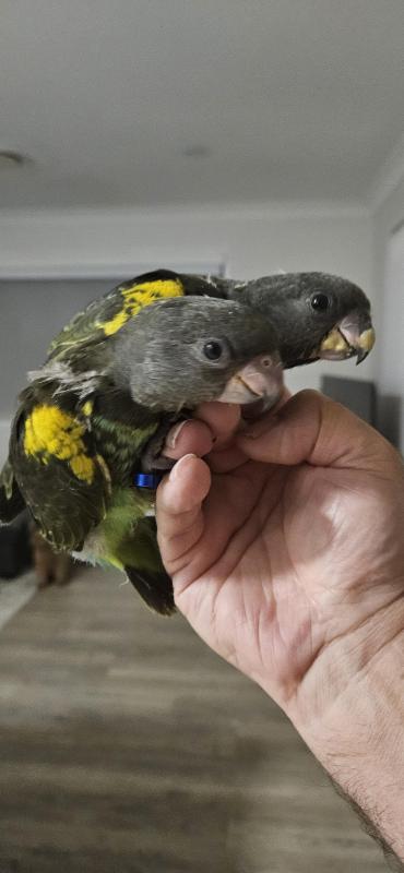 African Meyer Parrots- hand raised babies