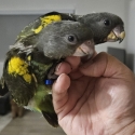 African Meyer Parrots- hand raised babies