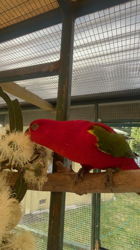 Yellow Backed Chattering Lory Hen