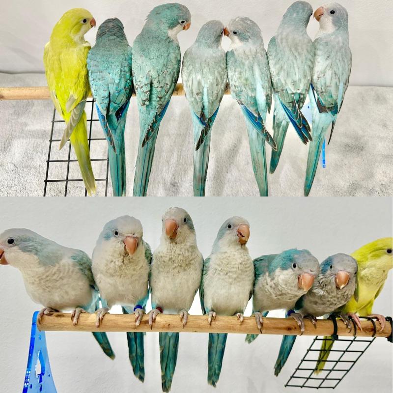 Taking to Morisset Bird Expo Gorgeous Hand Raised Quaker Mutations