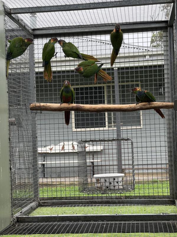 CONURES FOR SALE