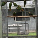 CONURES FOR SALE
