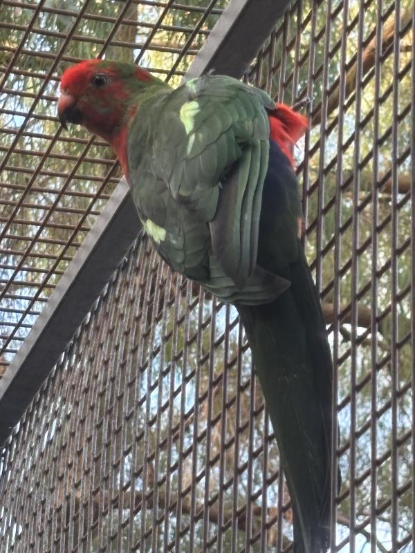 Young King Parrots
