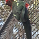 Young King Parrots