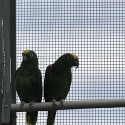 Yellow crown Amazon pairs