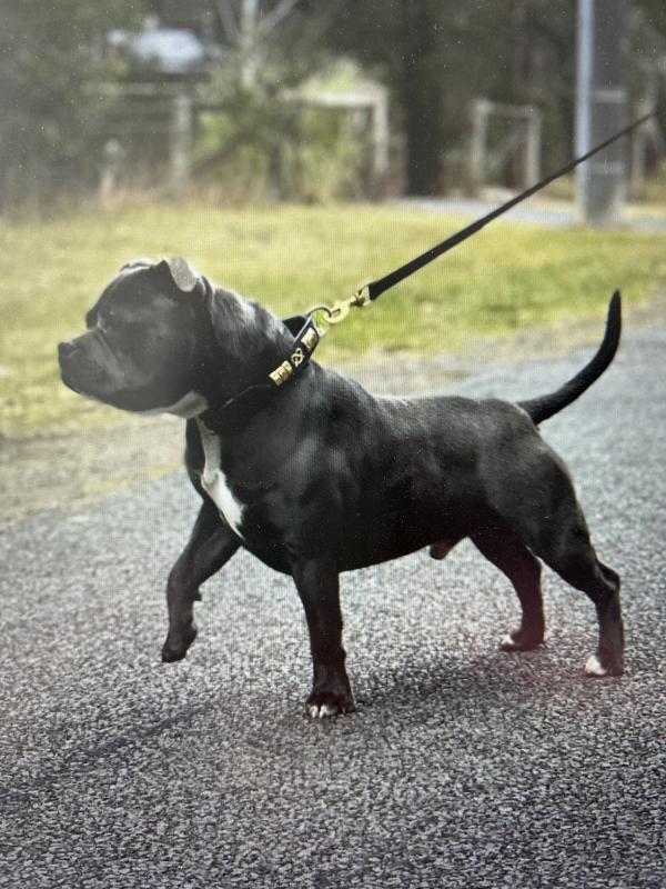 Bellbluestaf English Staffordshire Bull Terrier puppies