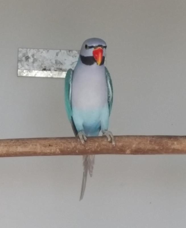 Blue Moustached Parrots