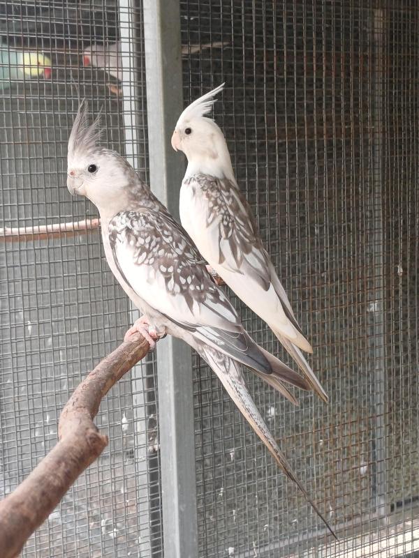 Whiteface Cockatiels
