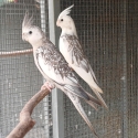 Whiteface Cockatiels