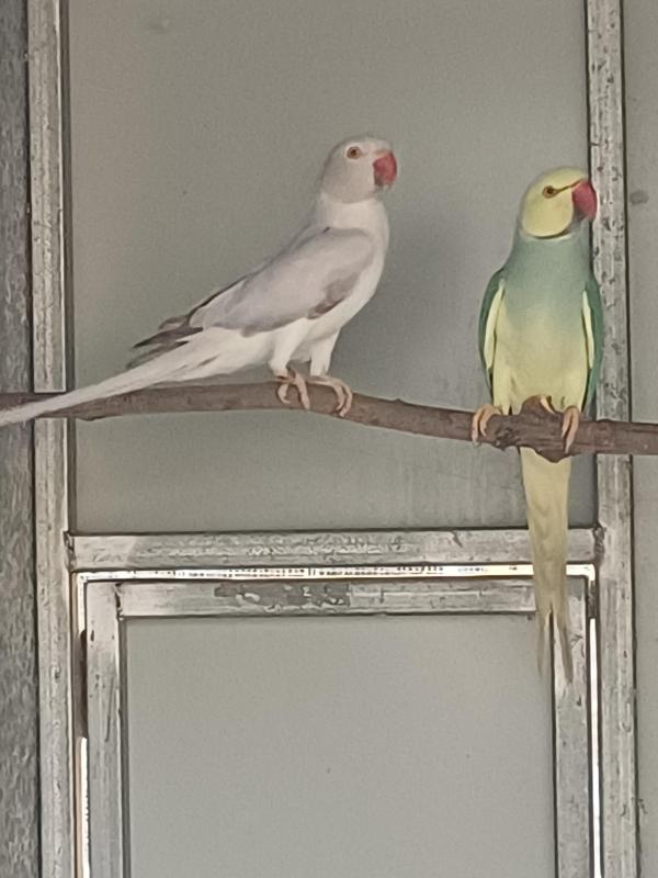 Cinnamon Opaline Cleartail Indian Ringnecks