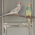 Cinnamon Opaline Cleartail Indian Ringnecks