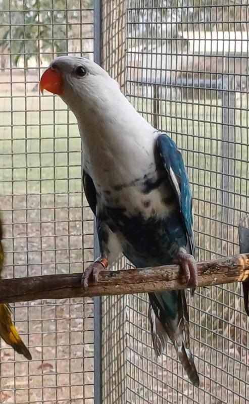 Blue Pied Rainbow Lorikeet pair